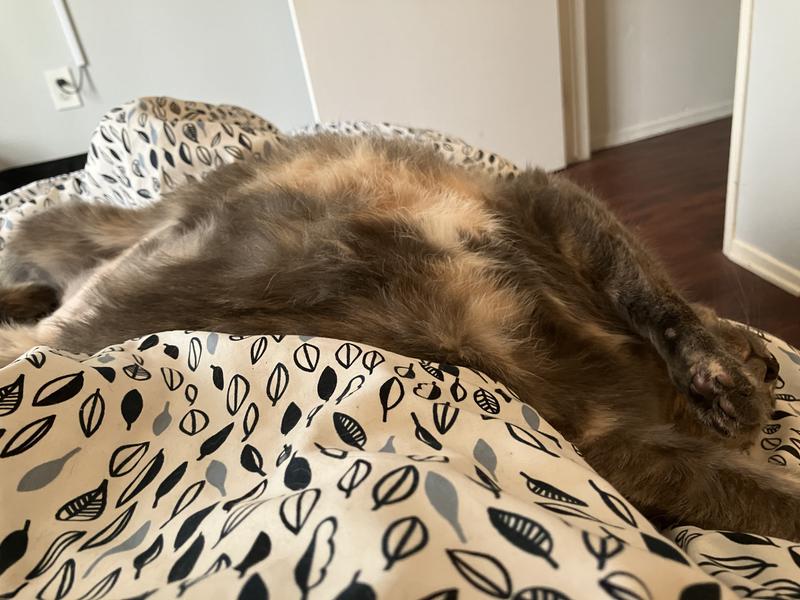 My little kitties are not excessively grooming & more comfortable!