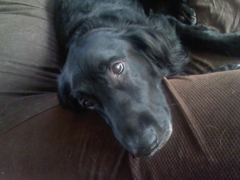 Mr. Shadow is also 14 years old and is very healthy and enjoys home-cooked foods tops with either Badlands Ranch or blue buffalo