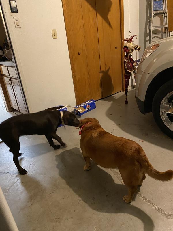 They lost the ball in the garage. Lucky for them I have 2 more   Lol