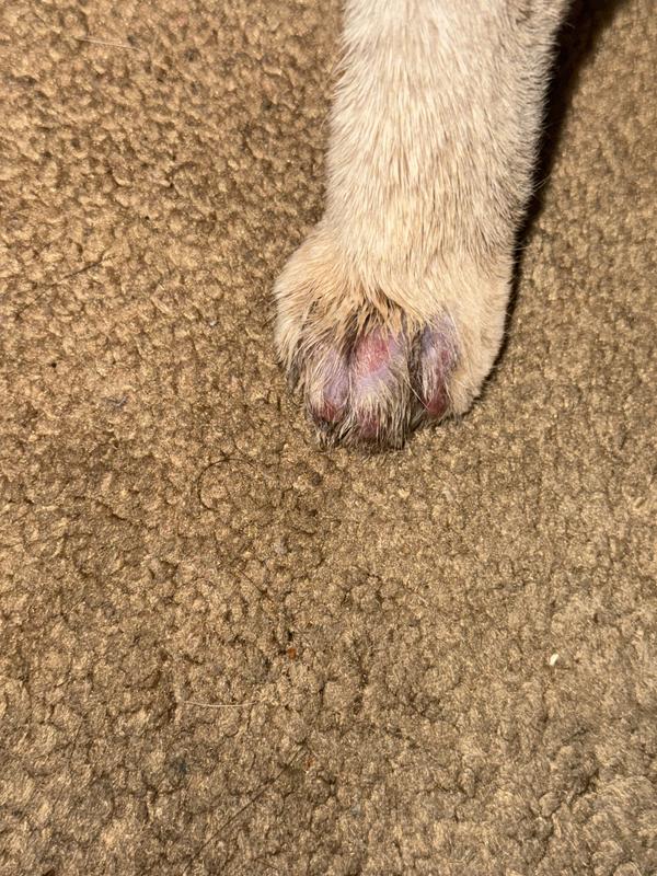 Once I stopped nystatin and ordered clotrimazole drop cause this wasn’t getting better now she’s healed and fur grew back it took one full month