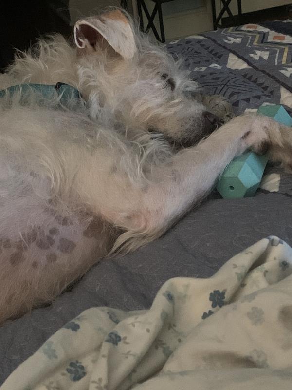 A toy that actually tired Daisy out!!