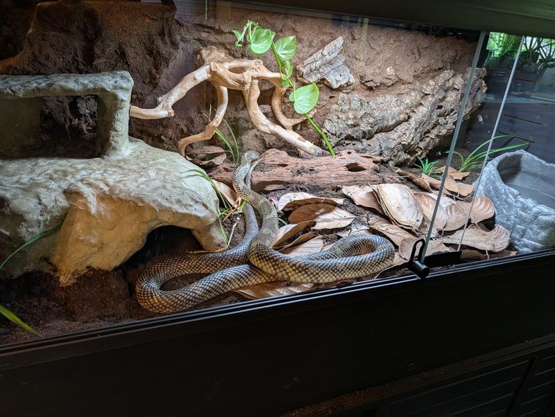 Florida Kingsnake enjoying a bioactive terrarium with custom background