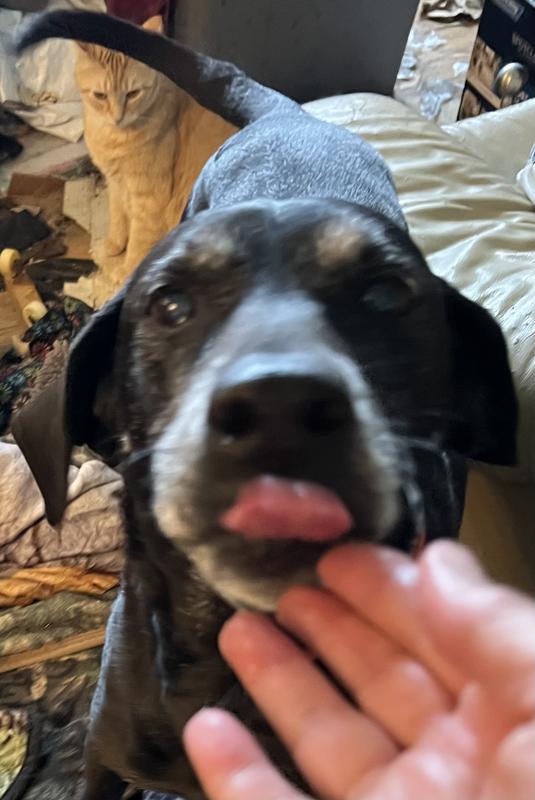 Success and a happy dog at pill time