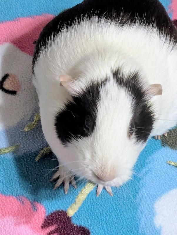 Four out of four pigs agree that Timothy Flowers are delicious!