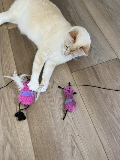 Kong active feather teaser cat toy best sale