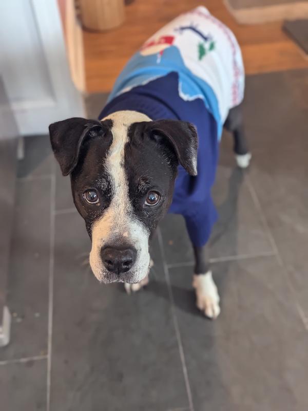 Frisco Mountain Cabin Dog & Cat Sweater