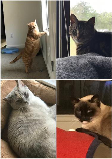 My Krewe of ResKue Katz