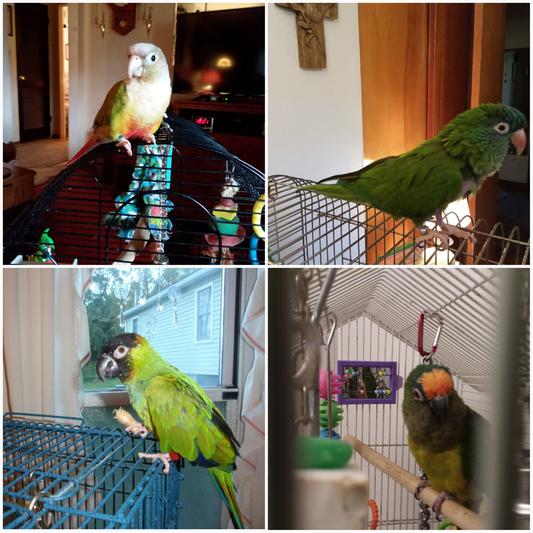 My four Conures!
