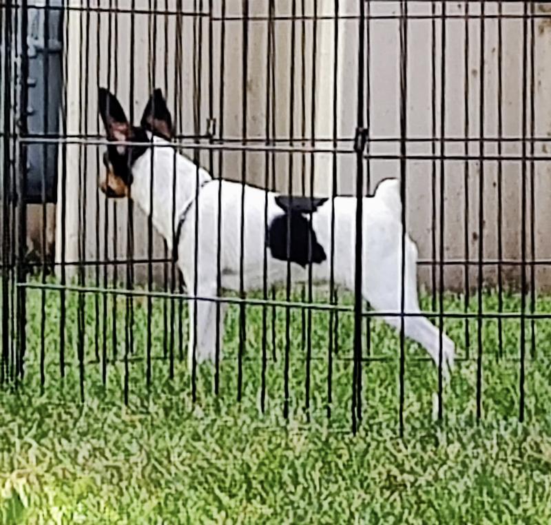 Puppy Dreamer -Toy Fox Terrier