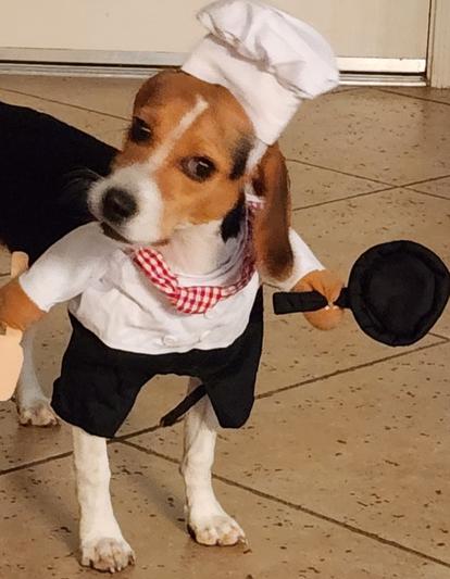 Dog hot sale chef coat