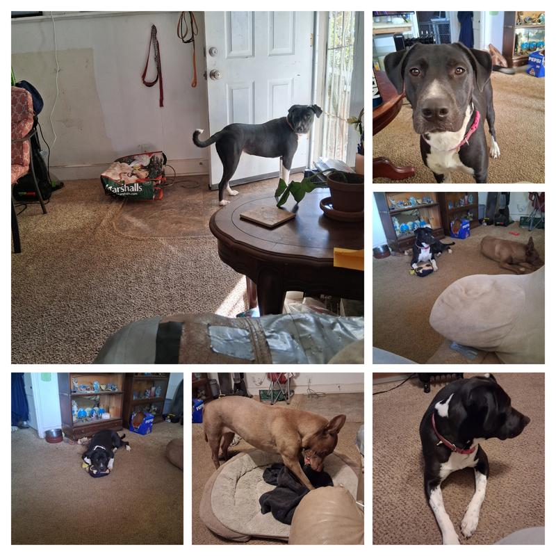 Did a colleague today of my dogs