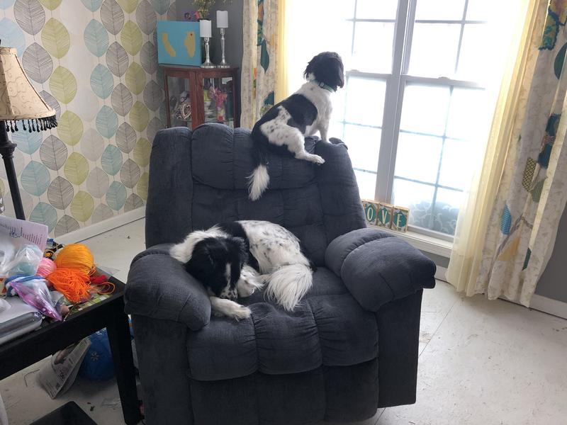 My boys standing watch.
