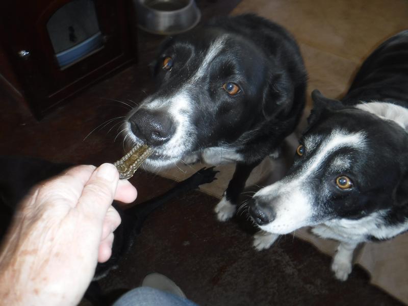 Although these are the x-small size, in my multi-dog household I like to try the smallest option on my big dogs before buying a larger size (in case the treat doesn't agree with them). No problem here. Ezra and Molly loved them.