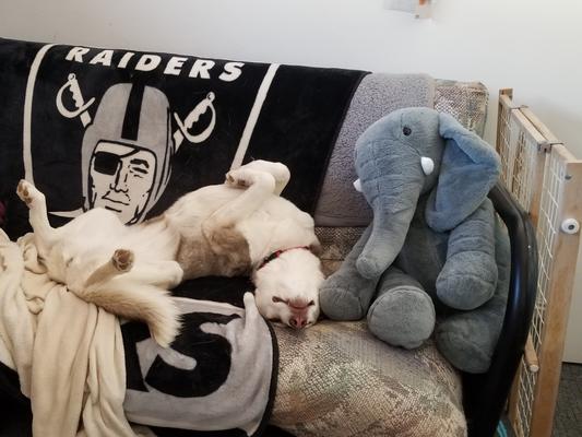 LeeLay Dog of many Positions