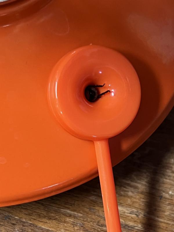 Bee stuck in opening