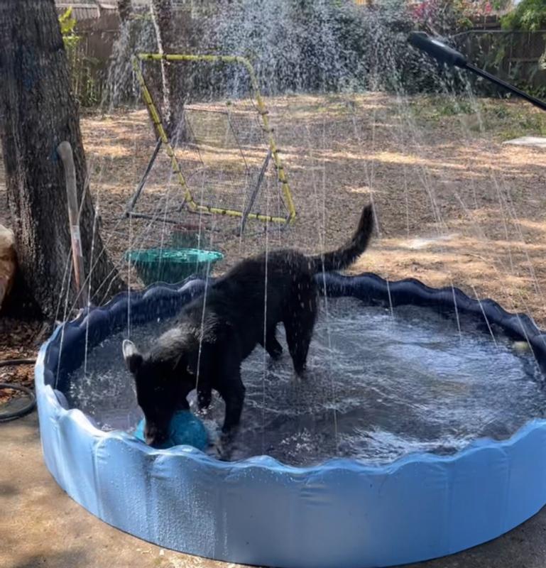 This was before he managed to grab onto the bottom/side and rip it