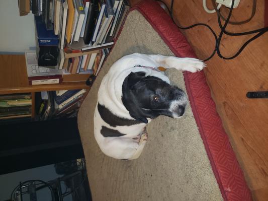 Shelley the Snuzz (5 1/2 years old)