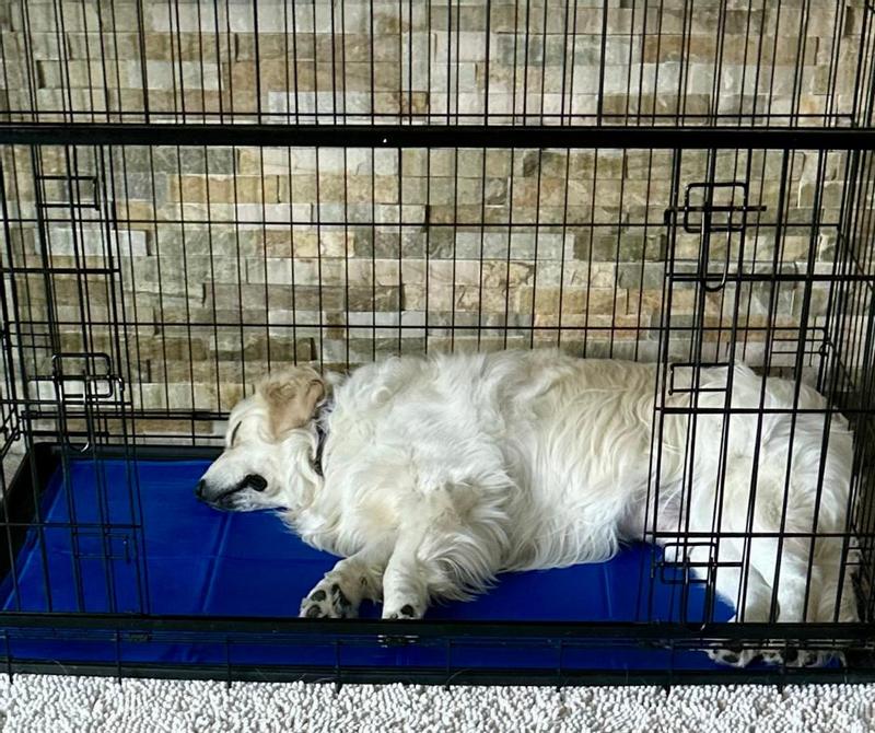 Blissfully napping in cool comfort!