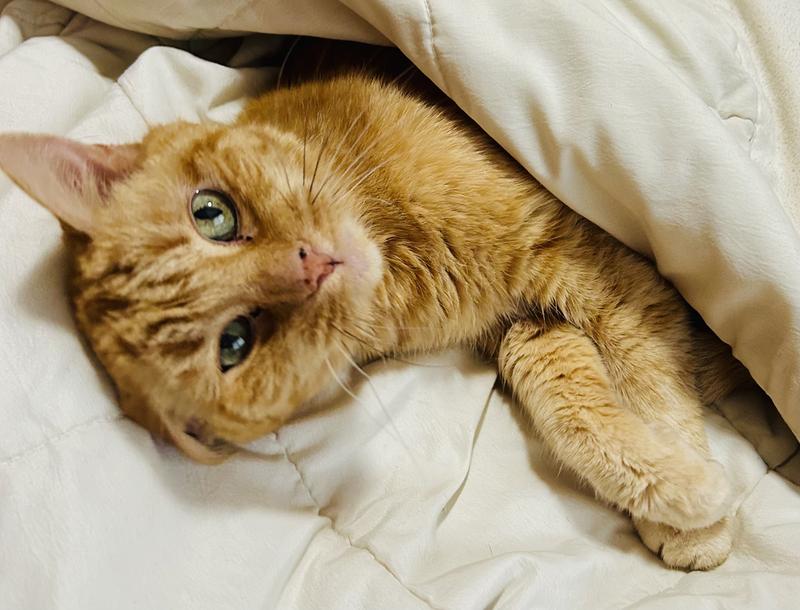 New Version Available DR. ELSEY'S Paw Sensitive MultiCat Strength