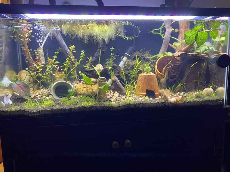 My 20 gallon betta tank.