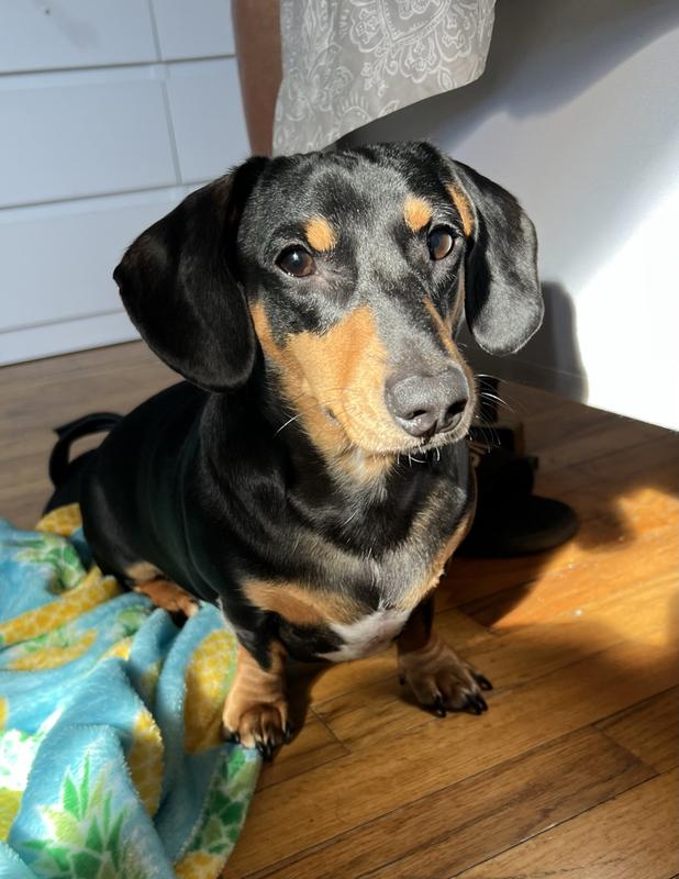 2 yr old male