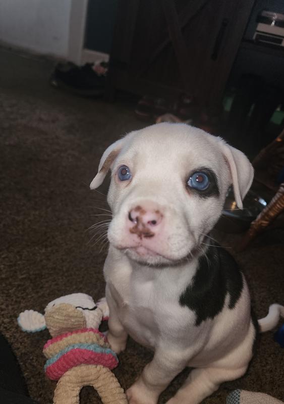 Blue's teething toys