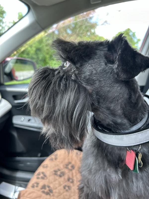 Maxx is my baby. Good puppy