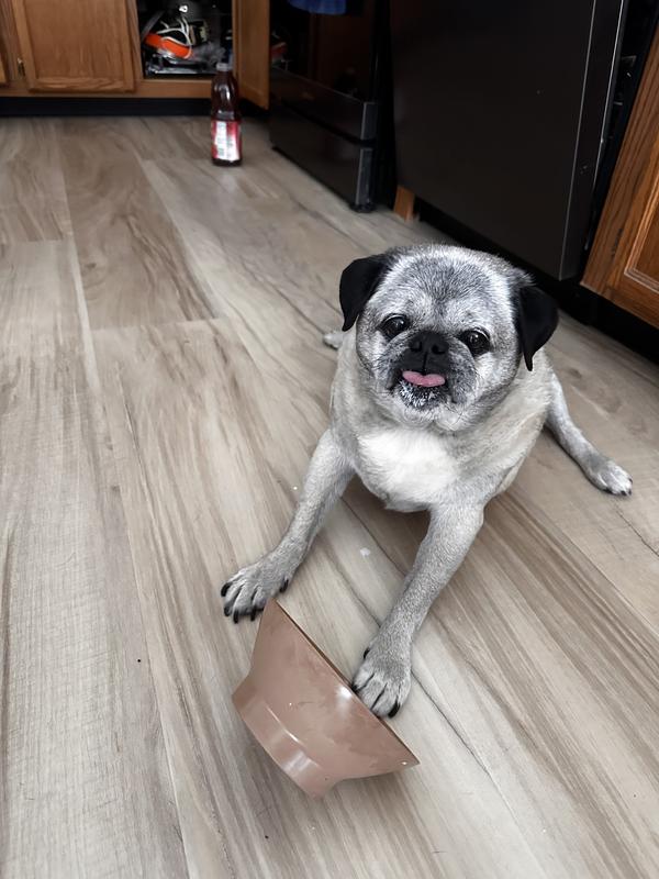 Just got to have a little bit of cereal milk. Showing off his milk beard.