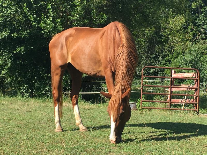 Princess Snarky Pants