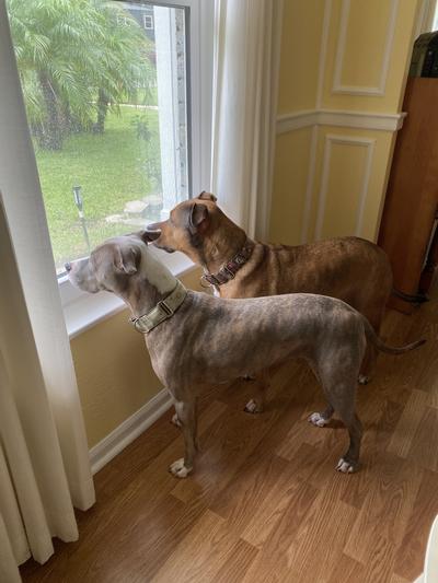 2 of our Healthy rescue pups