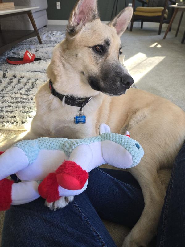 Rex bringing the toy over, begging to play
