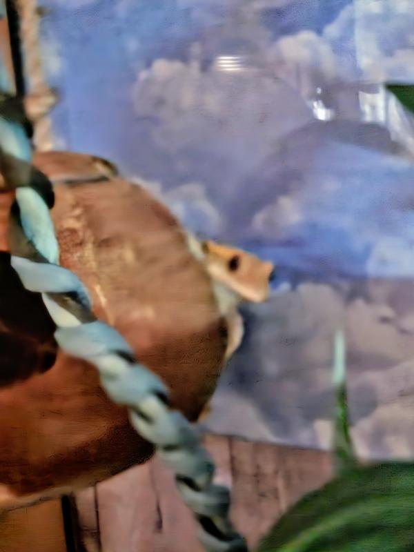 Roo is peeking out of her new hide