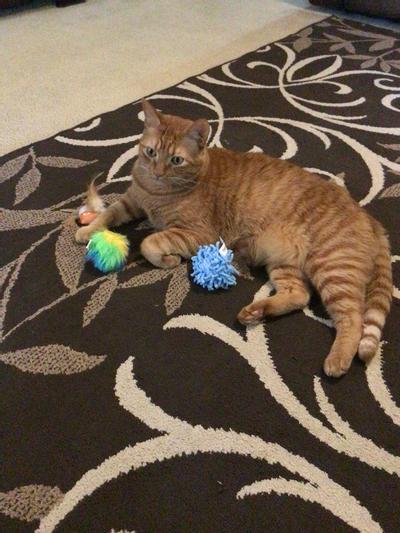 TURBO Glitter Pom Pom Ball Cat Toy, 4 count 