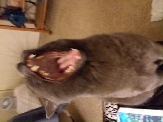 He loves to show off his fangs!