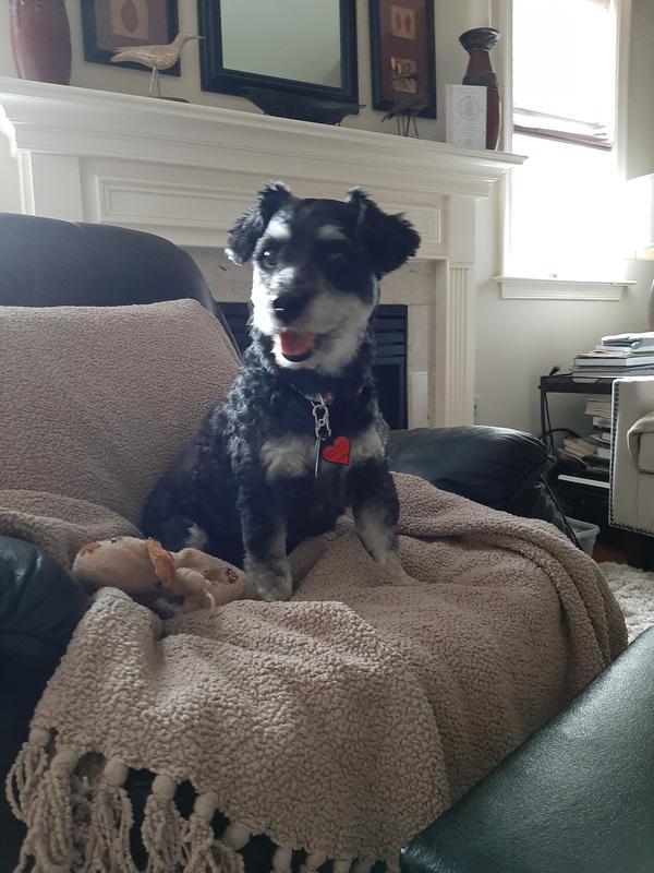 BUSY BONE Jerky Wraps LongLasting Small/Medium Dog Treats, 4 count