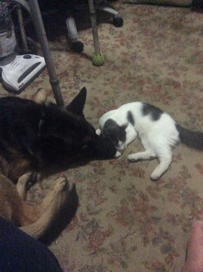 Max with his best friend until run over by speeding kid