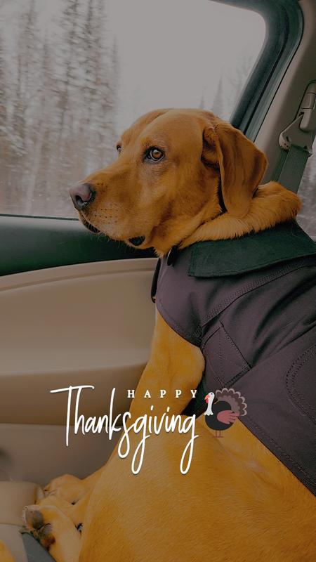 Carhartt Firm Duck Insulated Dog Chore Coat, Deep Wine