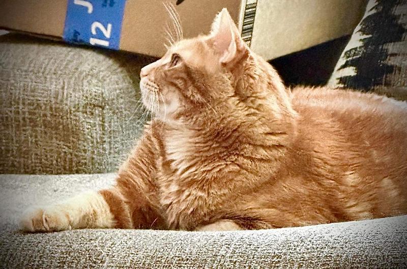 Abby watching TV!