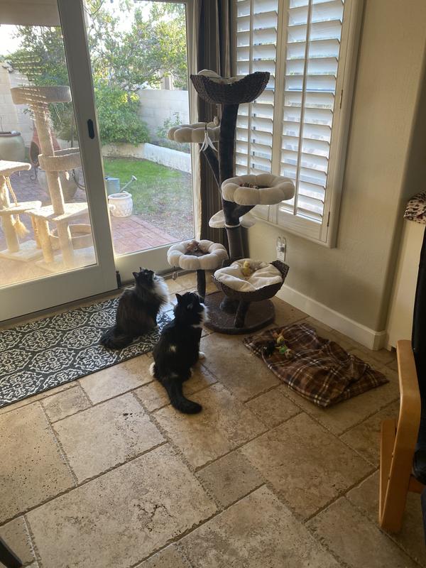 So excited, what flower do I explore first