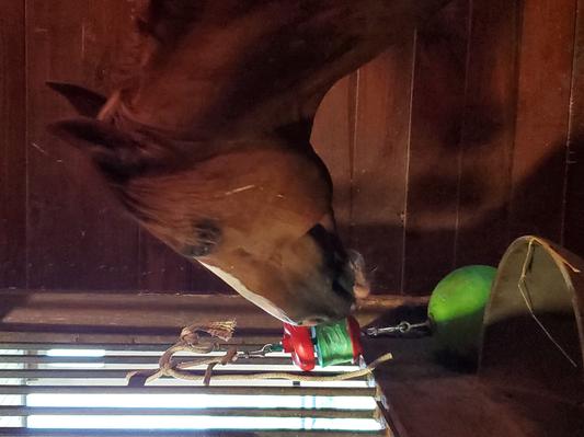 he is a happy horse with his green lips