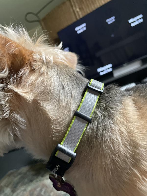 Personalized Reflective Dog Collars from $4.79 Shipped on  (Regularly  $12)