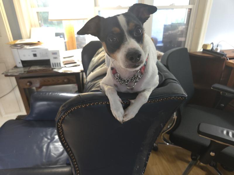 Old collar size small. It used to fit perfectly for this escape artist.