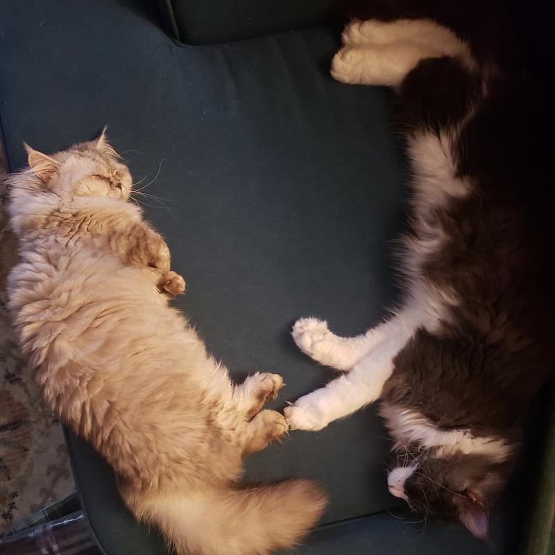 Itty-bitty and Freddie