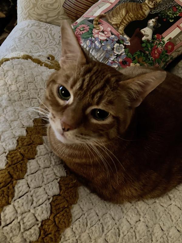 Better kitten through chemistry!