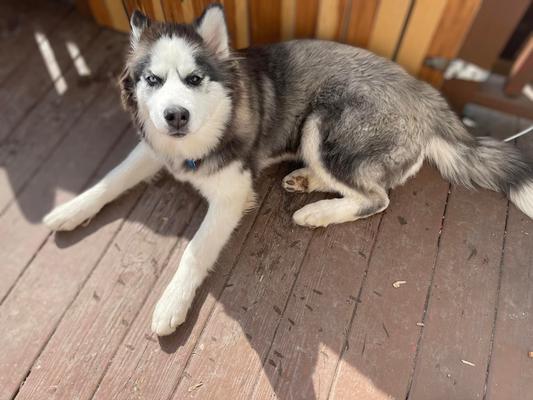My spoiled husky