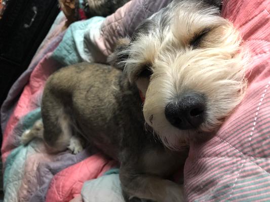 Luna, the Schnauzer-Mix with a heart of gold