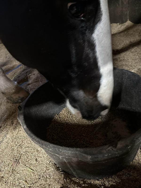 Out of Stock HYGAIN Meta Safe Pellets Horse Feed, 44lb bag