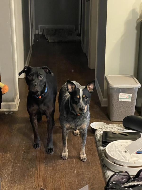 My two dogs, both over 50lbs