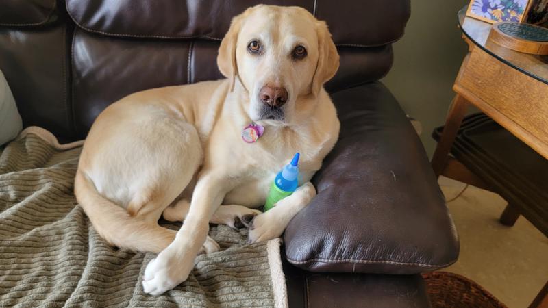 Latte with her TropiClean