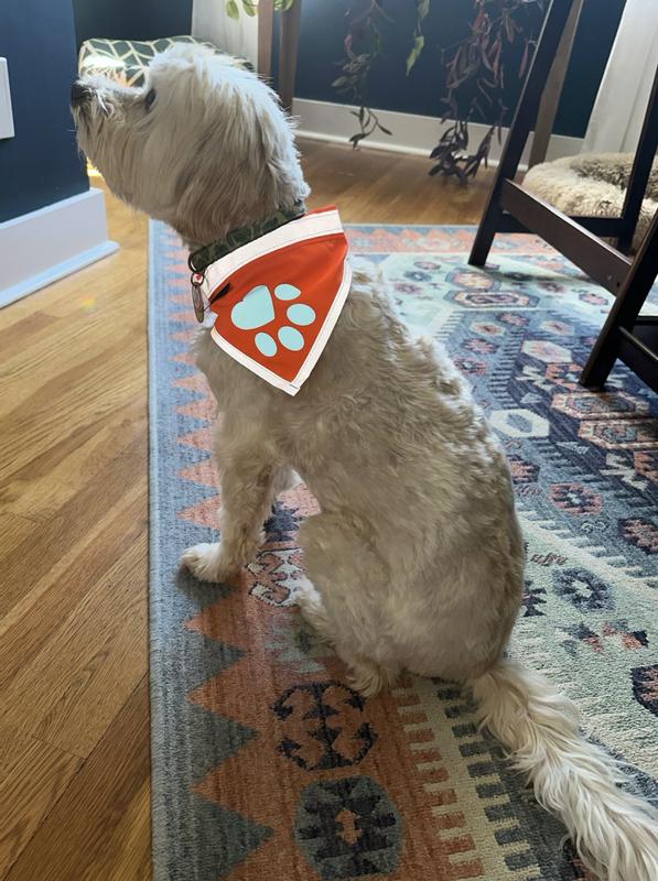 With flash to show off reflective effectiveness